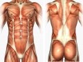 musculature_torso.jpg
